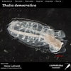 Image result for "thalia Democratica". Size: 100 x 100. Source: www.st.nmfs.noaa.gov