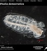Afbeeldingsresultaten voor Thalia democratica Aquarium. Grootte: 93 x 100. Bron: www.st.nmfs.noaa.gov