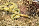 Image result for "phyllodoce Laminosa". Size: 138 x 100. Source: www.alamy.com