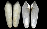 Image result for "pholas Dactylus". Size: 161 x 100. Source: www.idscaro.net