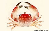 Afbeeldingsresultaten voor Trapezia speciosa. Grootte: 159 x 100. Bron: cookislands.bishopmuseum.org