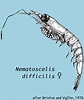 Image result for "nematoscelis Difficilis". Size: 84 x 100. Source: sio-legacy.ucsd.edu
