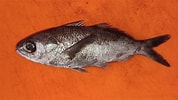Image result for "psenes Maculatus". Size: 178 x 100. Source: www.fishbase.se