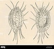 Image result for "euplotes Charon". Size: 111 x 100. Source: www.alamy.com