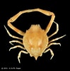 Tamaño de Resultado de imágenes de Myra affinis.: 99 x 100. Fuente: www.crustaceology.com