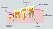 dental pulp stem cell markers के लिए छवि परिणाम. आकार: 185 x 100. स्रोत: www.wjgnet.com