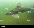 Image result for "mustelus Asterias". Size: 119 x 100. Source: www.alamy.com