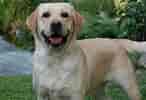 Image result for Labrador Retriever. Size: 146 x 100. Source: facebook-pictures.drippic.com