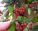 Image result for "sarsia Gracilis". Size: 125 x 100. Source: www.flickr.com