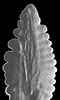 Afbeeldingsresultaten voor "nealotus Tripes". Grootte: 60 x 100. Bron: fishbiosystem.ru