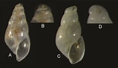 Image result for Ondina diaphana. Size: 173 x 100. Source: www.researchgate.net