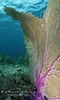 Afbeeldingsresultaten voor "gorgonia Ventalina". Grootte: 60 x 100. Bron: www.oceanlight.com