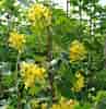 Image result for Ribes odoratum. Size: 97 x 100. Source: www.promessedefleurs.com
