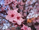 Bildergebnis für cerezos en flor Sakura. Größe: 129 x 100. Quelle: www.pinterest.com.mx