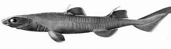 Image result for "centroscyllium Nigrum". Size: 347 x 94. Source: www.sharkwater.com