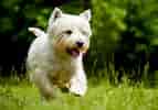 Image result for West Highland White Terrier. Size: 143 x 100. Source: www.dailypaws.com