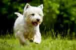 Billedresultat for West Highland White Terrier Adult. størrelse: 151 x 100. Kilde: www.dailypaws.com