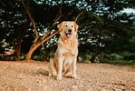 Image result for Golden Retriever wygląd. Size: 149 x 100. Source: geozoo.pl