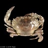 Image result for "thalamita Demani". Size: 99 x 100. Source: www.crustaceology.com