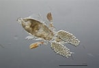 Image result for Corycaeus Species. Size: 145 x 100. Source: www.marinespecies.org