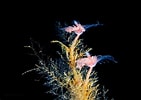 Image result for Tubulariidae. Size: 141 x 100. Source: varietyoflife.com.au