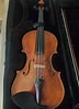 "amphibelone Violina" కోసం చిత్ర ఫలితం. పరిమాణం: 72 x 100. మూలం: www.pazar3.mk