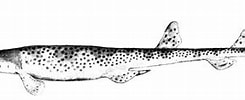 Image result for "parascyllium Ferrugineum". Size: 245 x 87. Source: shark-references.com