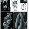 Afbeeldingsresultaten voor "pneumoderma Mediterraneum". Grootte: 100 x 100. Bron: www.researchgate.net