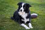 Image result for Border Collie. Size: 148 x 100. Source: www.pets4homes.co.uk