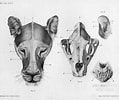 Afbeeldingsresultaten voor Panamaspookkathaai anatomie. Grootte: 119 x 100. Bron: www.pinterest.fr