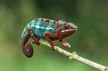 Résultat d’image pour le caméléon animal. Taille: 152 x 100. Source: news.piaafrica.com