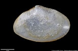 Image result for "abra Alba". Size: 154 x 100. Source: naturalhistory.museumwales.ac.uk