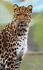 Résultat d’image pour Leopard. Taille: 62 x 100. Source: www.publicdomainpictures.net