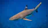 Adult Blacktip Shark 的图像结果.大小：167 x 100。 资料来源：www.foxnews.com