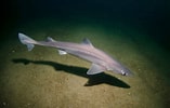 Image result for "squalus Acanthias". Size: 157 x 100. Source: www.gillsclub.org