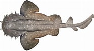 Image result for Orectolobus parvimaculatus. Size: 185 x 100. Source: marinewise.com.au