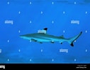 Afbeeldingsresultaten voor "carcharhinus Amblyrhynchoides". Grootte: 127 x 100. Bron: www.alamy.com
