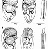 Image result for "oikopleura Gracilis". Size: 98 x 100. Source: www.researchgate.net