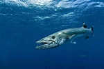 Image result for Barracuda pesce. Size: 150 x 100. Source: www.thoughtco.com