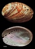 Afbeeldingsresultaten voor "haliotis Tuberculata". Grootte: 72 x 100. Bron: www.forumcoquillages.com