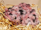 Tamaño de Resultado de imágenes de hamster geslacht.: 137 x 100. Fuente: infoanimales.net