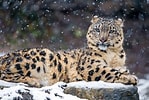 Résultat d’image pour Snow Leopard Photography. Taille: 149 x 100. Source: www.hdwallpapers.in