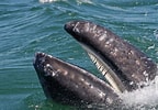 Afbeeldingsresultaten voor Baleen Whale. Grootte: 144 x 100. Bron: www.dkfindout.com