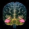 Afbeeldingsresultaten voor Hippocampus Brain Model. Grootte: 99 x 100. Bron: www.sciencephoto.com