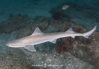 Image result for "mustelus Manazo". Size: 144 x 100. Source: www.sharksandrays.com