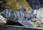 Afbeeldingsresultaten voor "heterodontus Zebra". Grootte: 142 x 100. Bron: www.zoochat.com