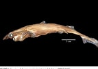 Afbeeldingsresultaten voor "etmopterus Polli". Grootte: 143 x 100. Bron: www.semanticscholar.org