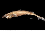 Image result for "etmopterus Decacuspidatus". Size: 146 x 100. Source: www.semanticscholar.org