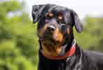 Billedresultat for Rottweiler. størrelse: 147 x 100. Kilde: www.britannica.com