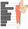 Image result for Musculus Gracilis. Size: 97 x 100. Source: www.boxrox.com